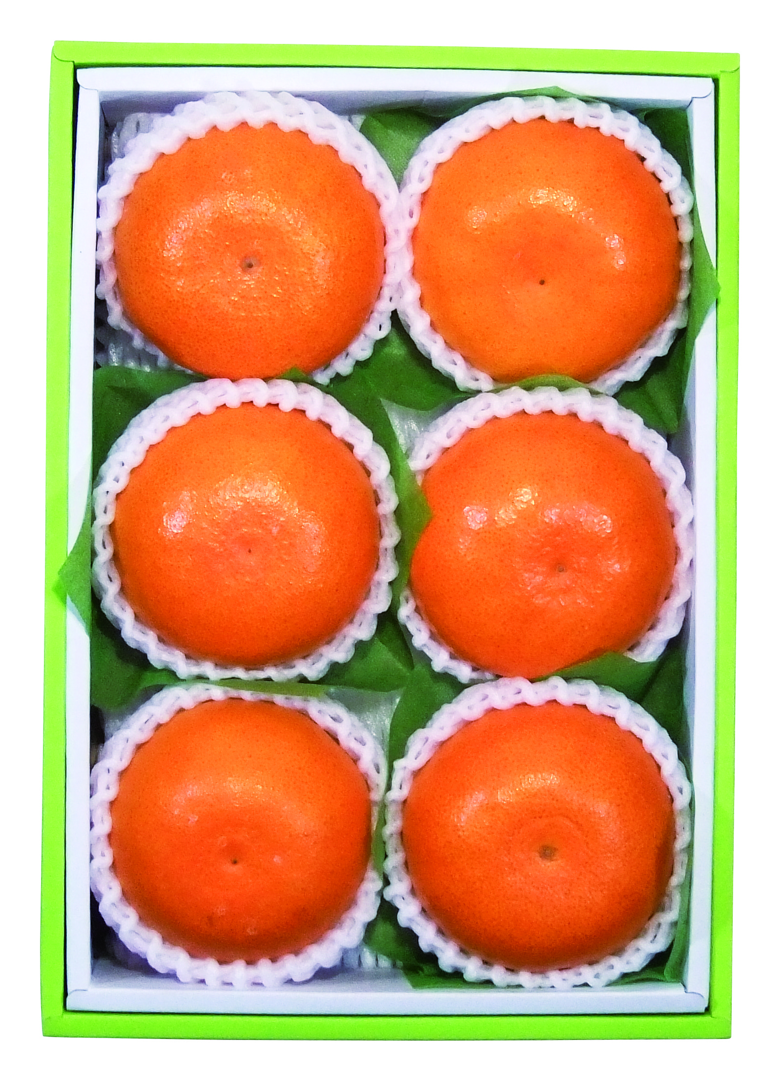 愛媛産 甘平K8669-603A